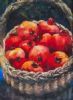 "Basket with Pomegranates"