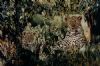 "Leopard & Cub"