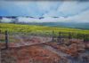 "Canola Field in Western Cape"