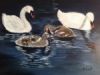 "Swans"