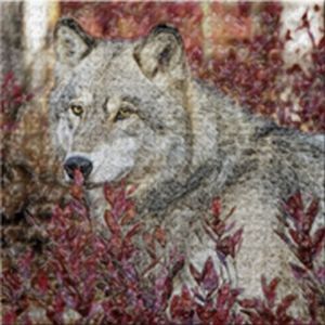 "Wolf"