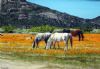 "Field in Namaqualand"