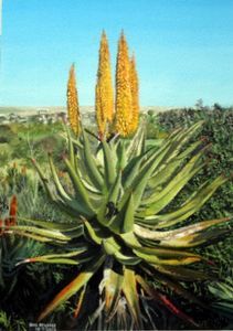 "The Aloe"