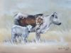 "Nguni Cow and Calf"