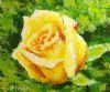 "Yellow Rose"