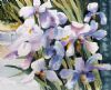 "Blue Irises II"