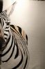 "Zebra Portait"