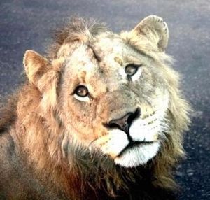 "Lion in Your Face"