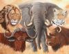 "African 