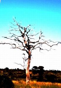 "Skeletal Lowveld Leadwood"