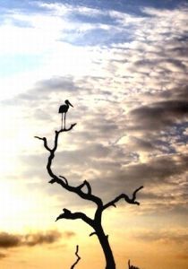 "Saddle-Billed Stork Atop a Leadwood"
