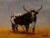 "Nguni Bull"