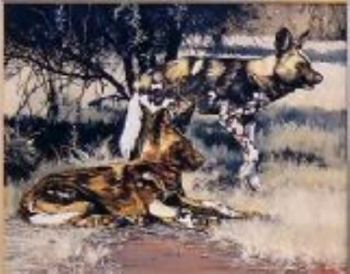 "African Wild Dogs"