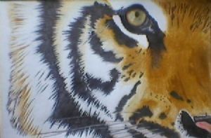 "Tiger 6"