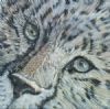 "Cheetah Eyes"