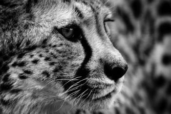"Cheetah"