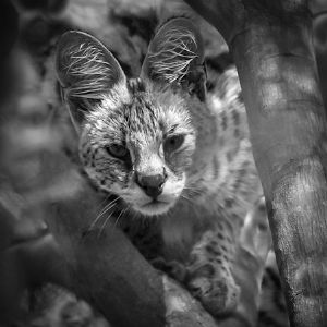 "Serval Stare"