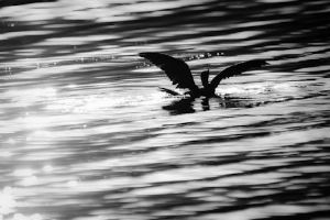 "Light Bird"