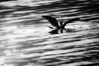 "Light Bird"