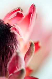 "Protea #1"