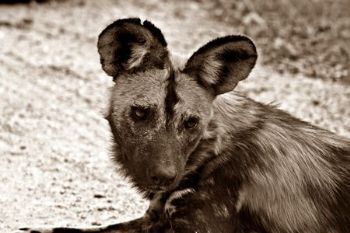 "Painted Dog (Sepia)"
