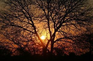 "Kruger Park Sunset"