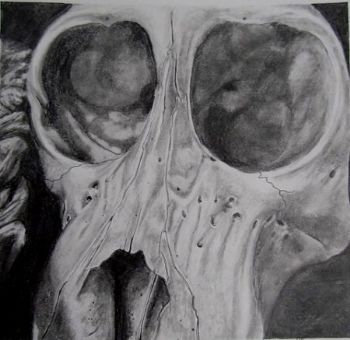 "Juvenile Baboon Skull 1"