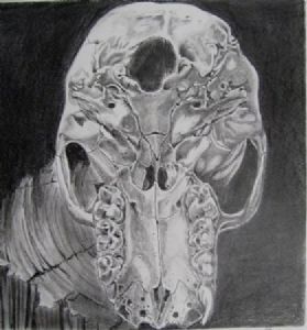 "Juvenile Baboon Skull 3"