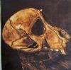 "Juvenile Baboon Skull 14"