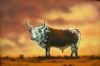 "Nguni Bull"