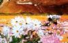 "Namaqualand"