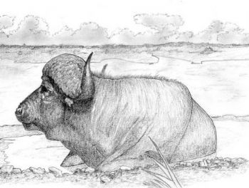 "Buffalo"