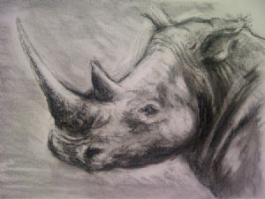 "Rhino Head "