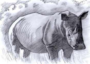 "Frikkie the Rhino"