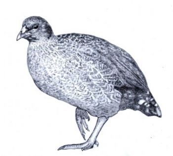 "Natal Francolin"