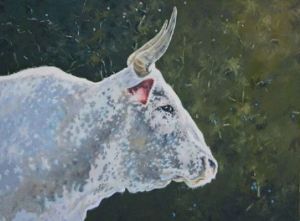 "Nguni Cow Head"