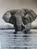 "Africa's Gentle Giant"