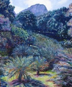 "Cycad Garden at Kirstenbosch"