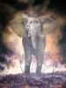 "Veld Fire  Giclee Oil print"