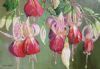 "Fuchsias Galore"