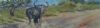 "Blue Wildebeest"