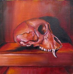 "Juvenile Baboon Skull 26"