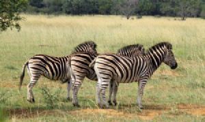 "The Zebras"