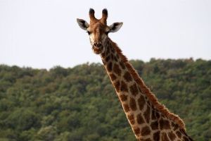 "Animal Kingdom 2"