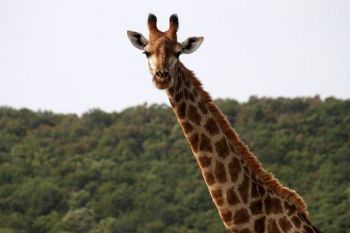 "Animal Kingdom 2"