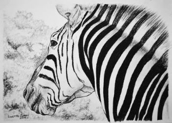 "Zebra"