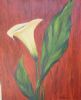 "Arum Lily"