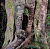 "Old Tree"