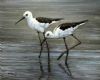 "Black Winged Stilts"