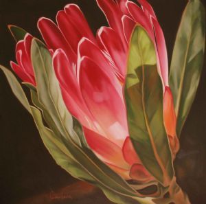 "Protea Pink Play"